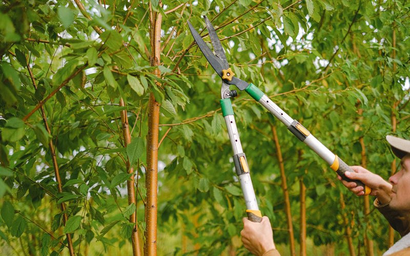 Tree trimming in Cochiti Pueblo, NM