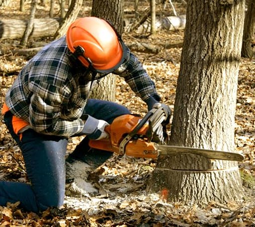 Tree Removal in Cochiti Pueblo, NM